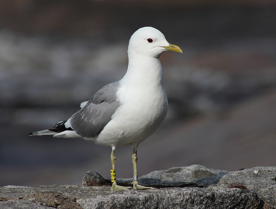 Gaviota Cana (Larus canus)