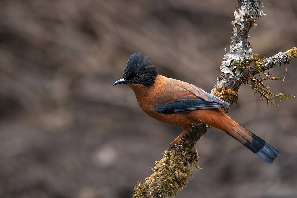 Rufous Sibia (Heterophasia capistrata)
