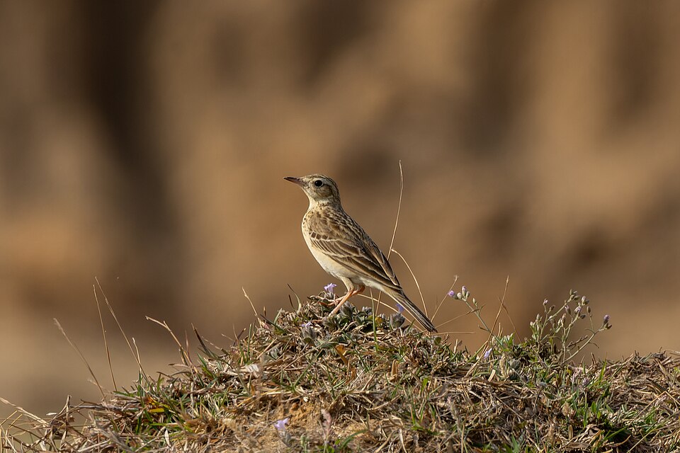 Blyth's Pipit (Anthus godlewskii)