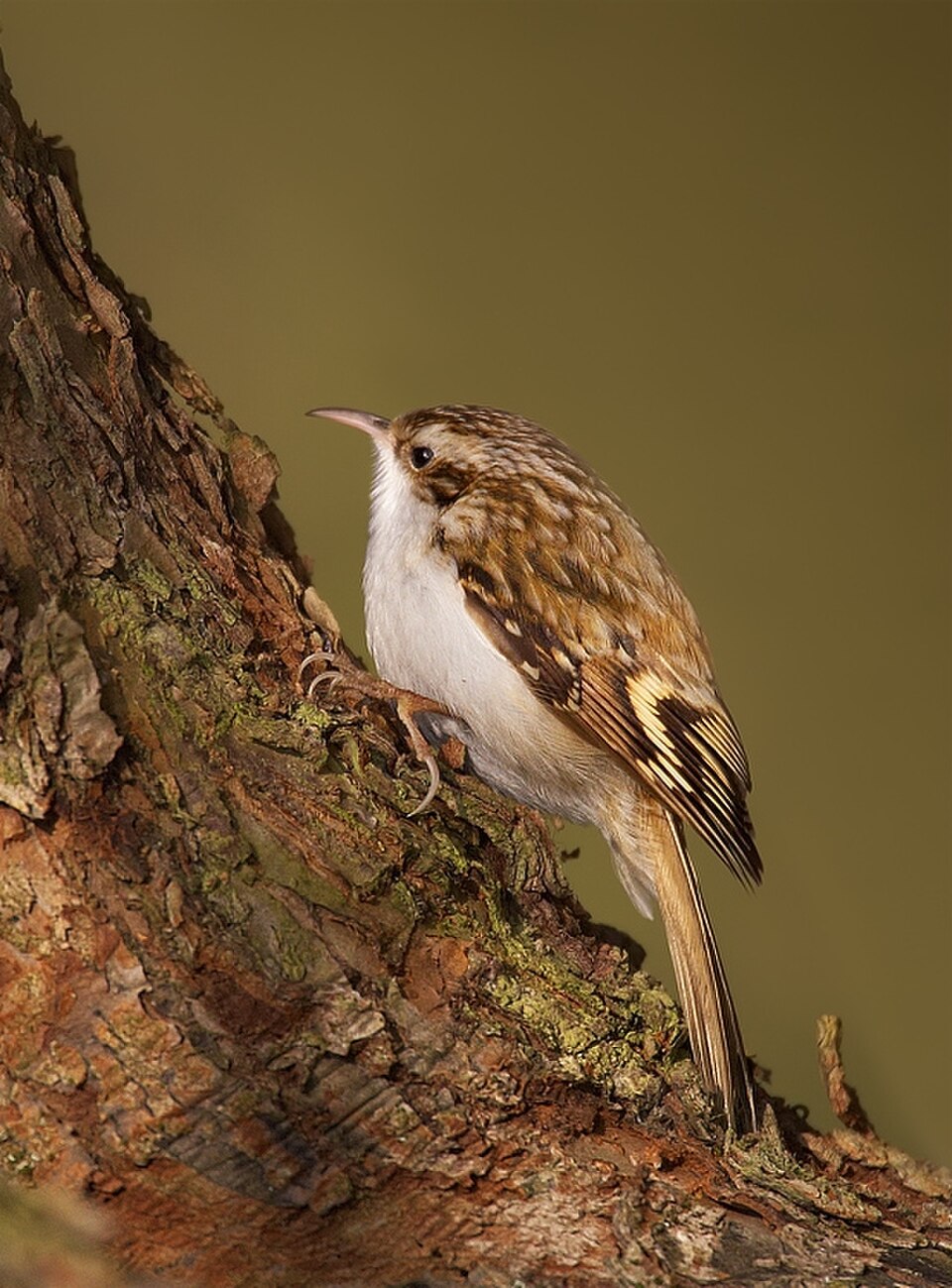 Eurasian Treecreeper (Certhia familiaris)