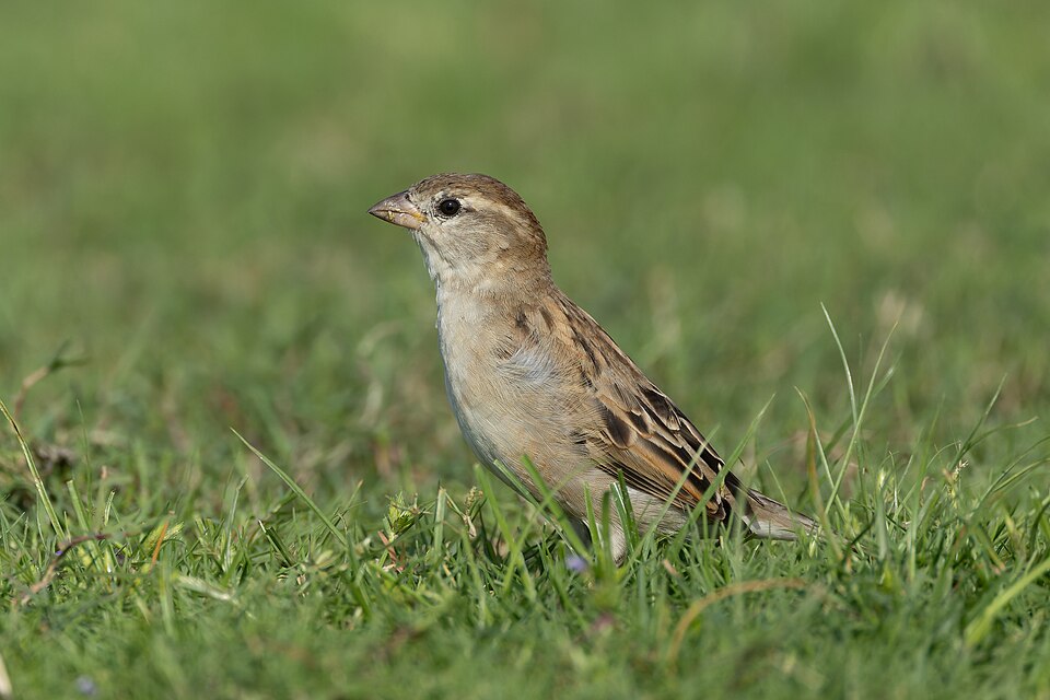 House Sparrow (Passer domesticus)
