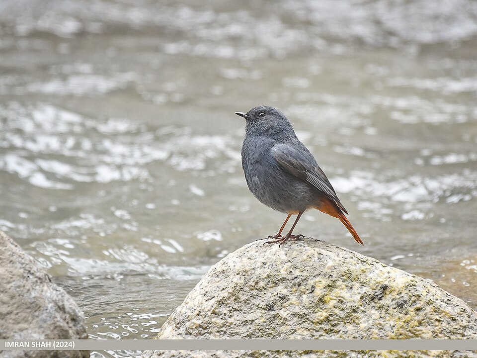 Rougequeue fuligineux (Phoenicurus fuliginosus)