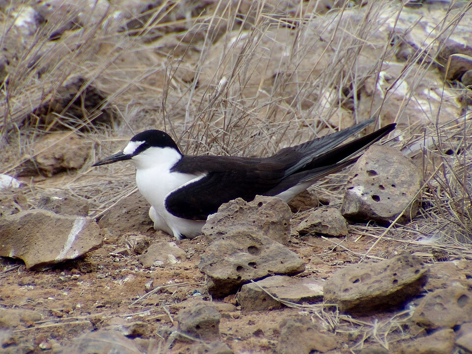 Bonte stern (Onychoprion fuscatus)