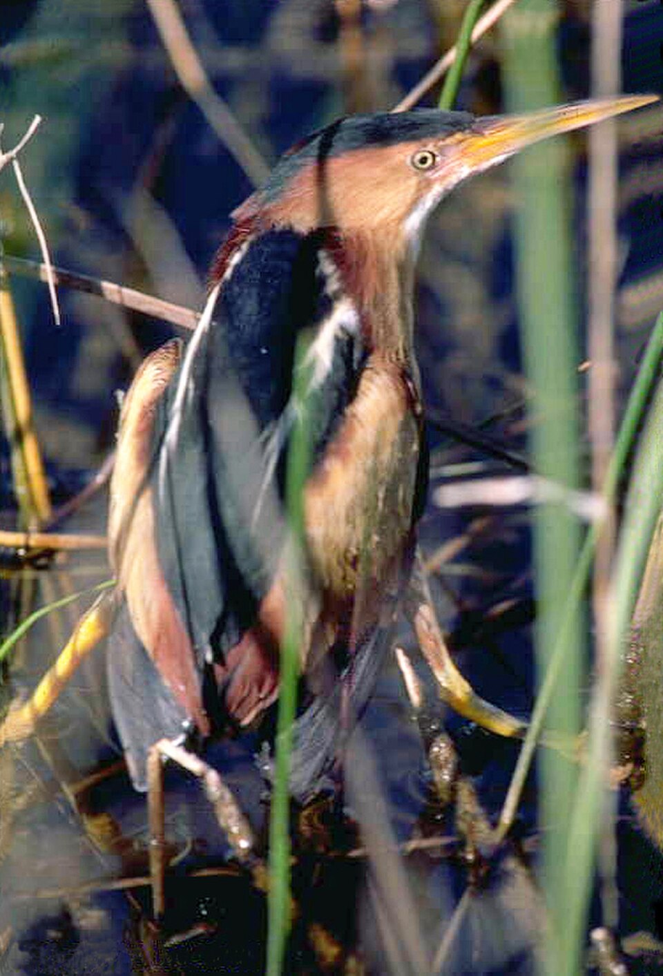 Least Bittern (Botaurus exilis)