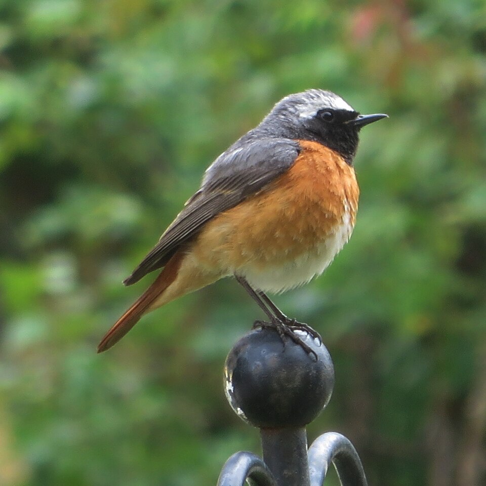 Codirosso comune (Phoenicurus phoenicurus)