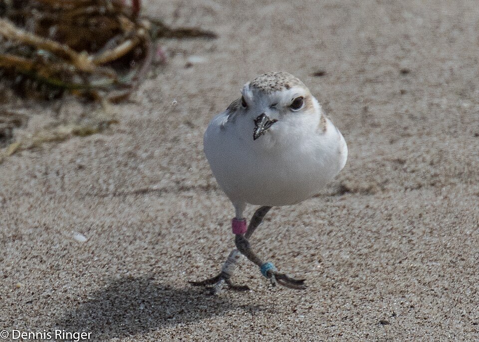 Snowy Plover (Anarhynchus nivosus)