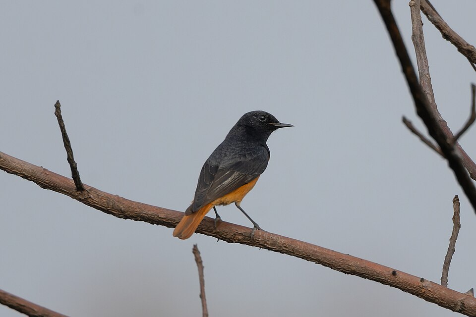 Black Redstart (Phoenicurus ochruros)