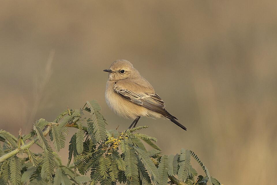 Desert Wheatear (Oenanthe deserti)