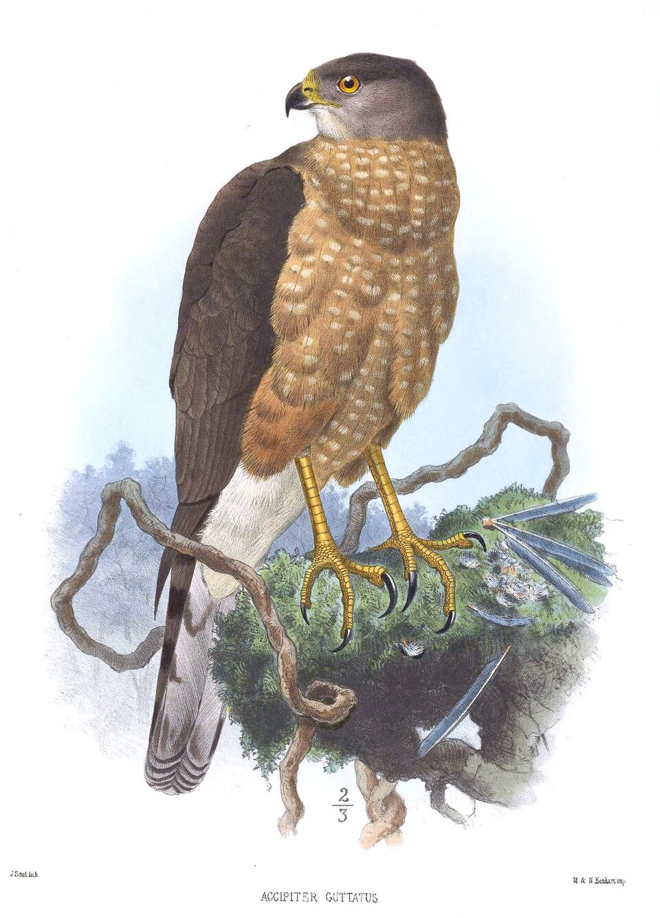 Bicoloured Hawk (Astur bicolor)