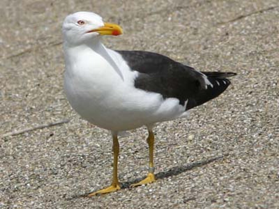 Lesser Black-backed Gull (Larus fuscus)