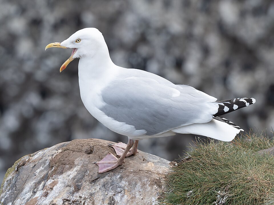 Herring Gull (Larus argentatus)