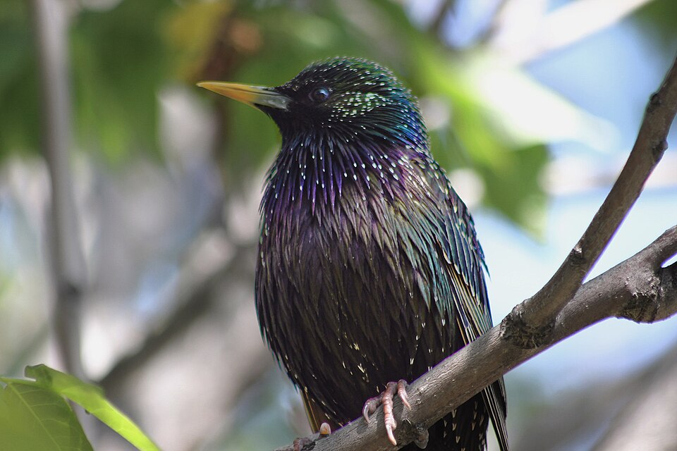 Common Starling (Sturnus vulgaris)