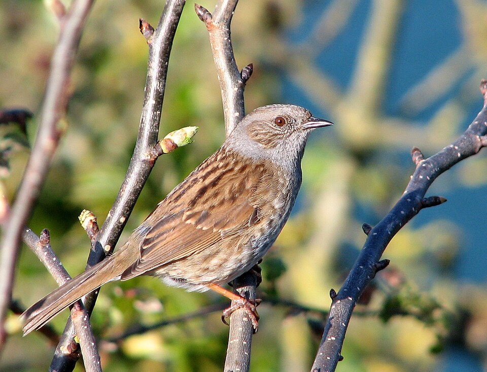 Dunnock (Prunella modularis)