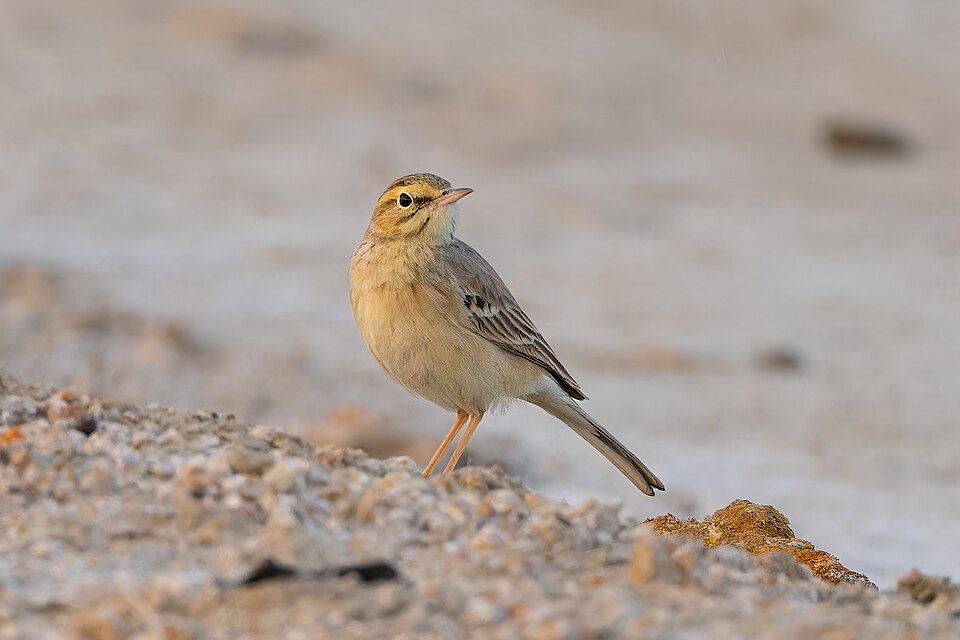 Tawny Pipit (Anthus campestris)