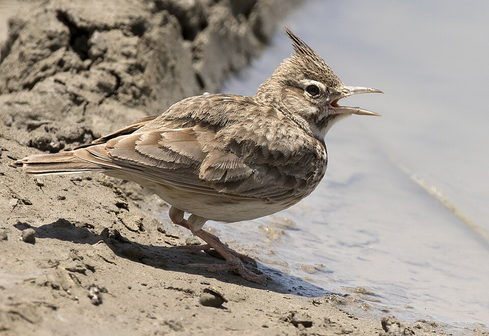 Crested Lark (Galerida cristata)