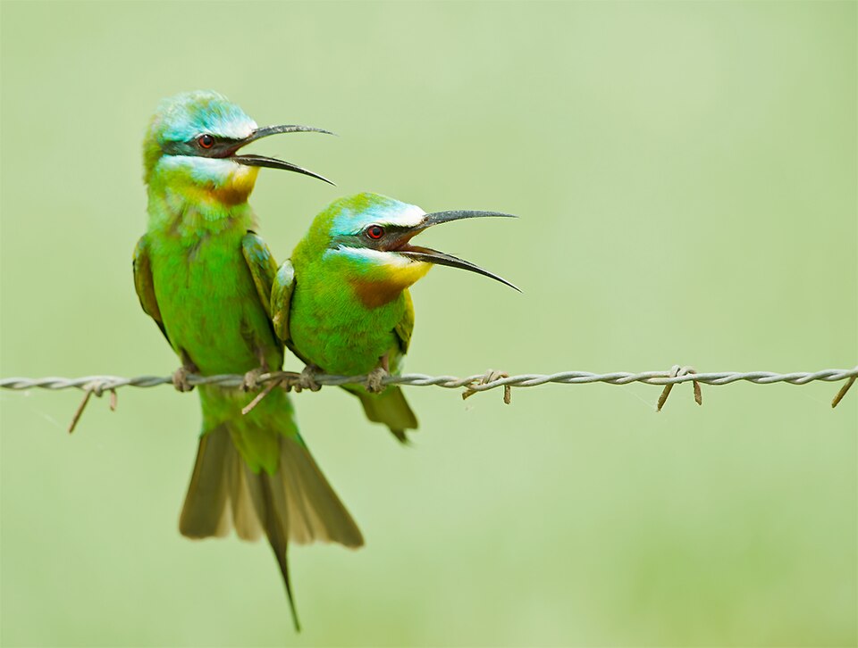 Abejaruco Persa (Merops persicus)