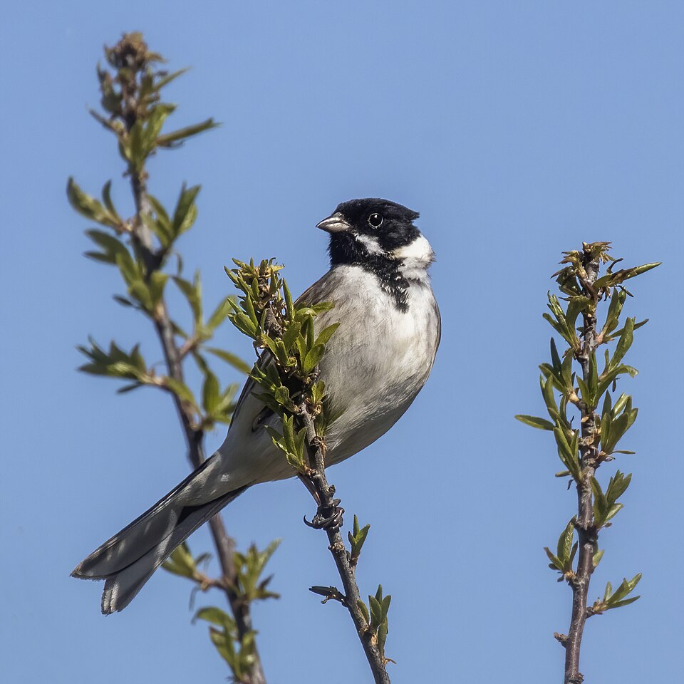 Escribano Palustre (Emberiza schoeniclus)