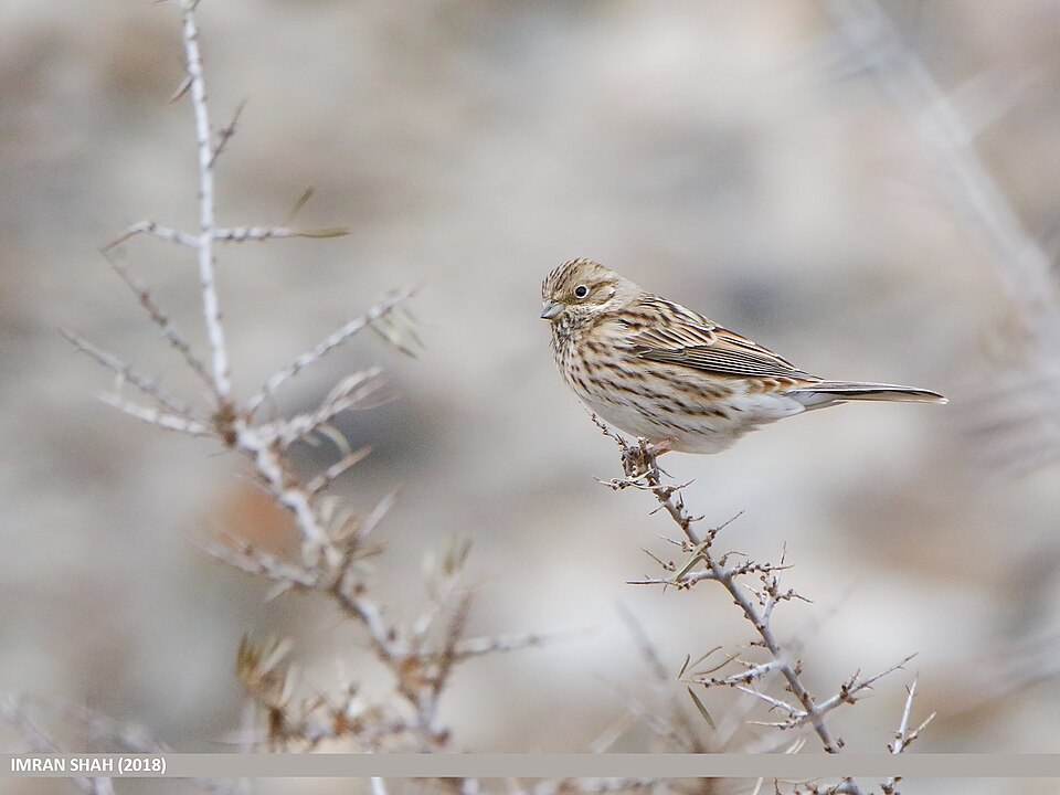 Pine Bunting (Emberiza leucocephalos)