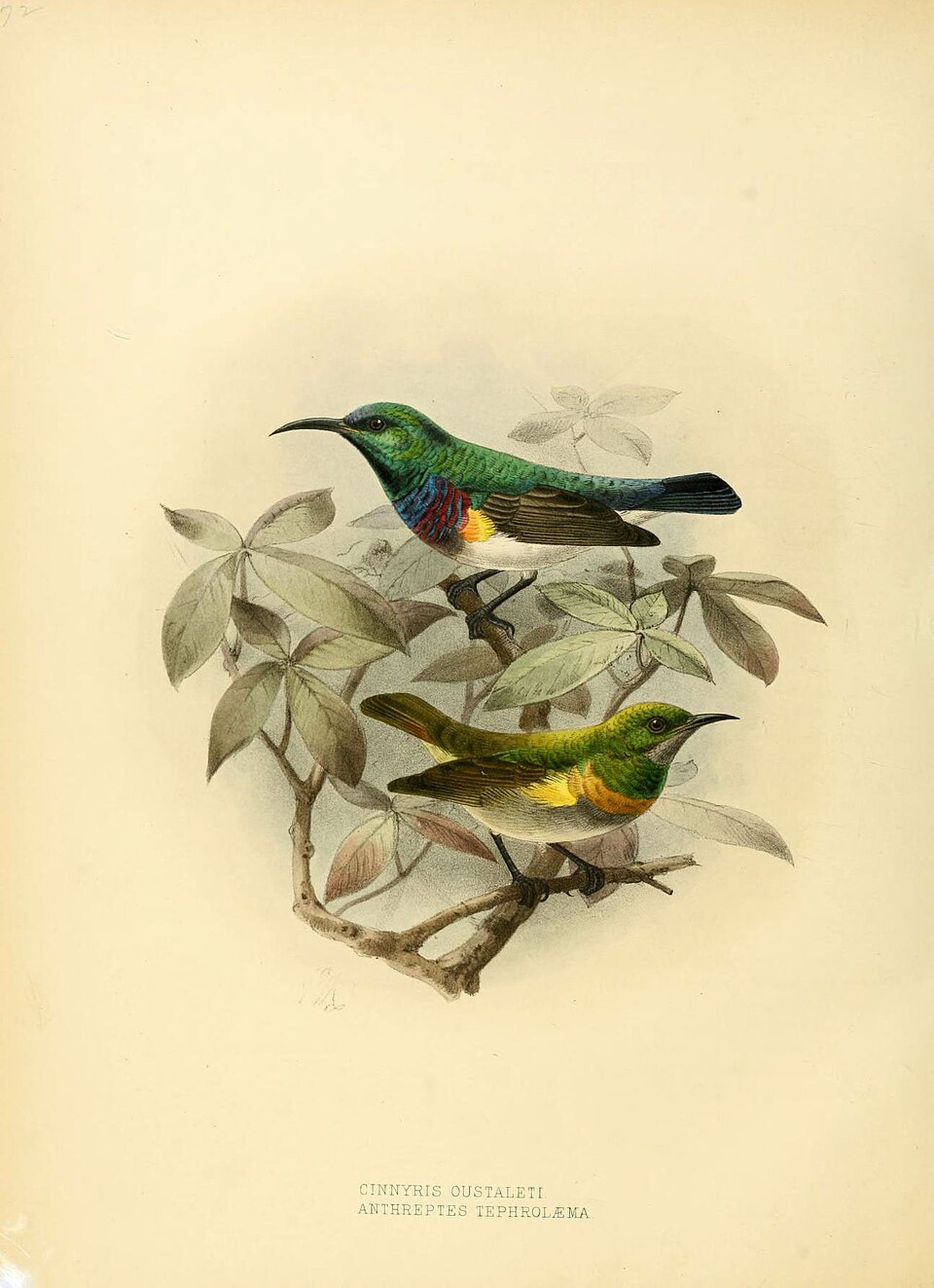 oustalet's sunbird (Cinnyris oustaleti)