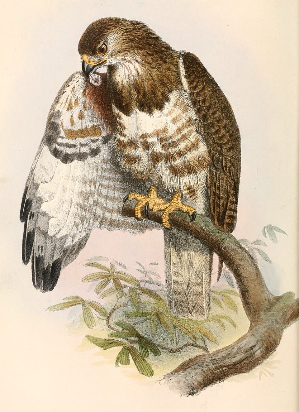 Madagascar Buzzard illustration