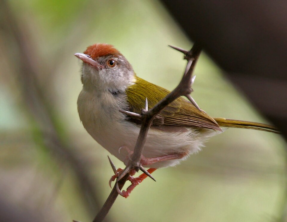 Common Tailorbird (Orthotomus sutorius)