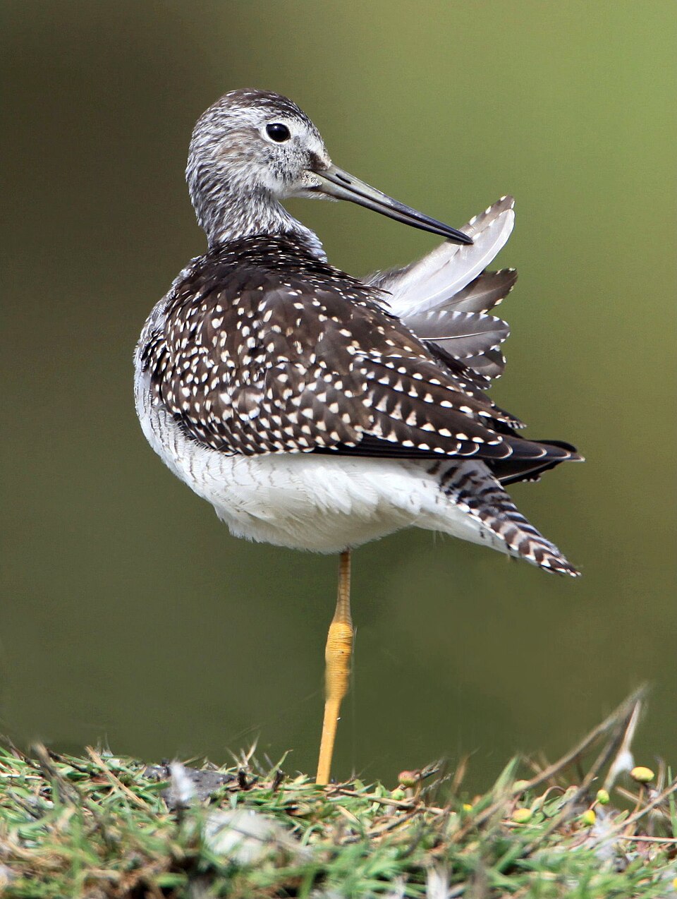 Greater Yellowlegs (Tringa melanoleuca)