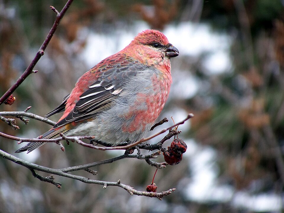 Ciuffolotto delle pinete (Pinicola enucleator)