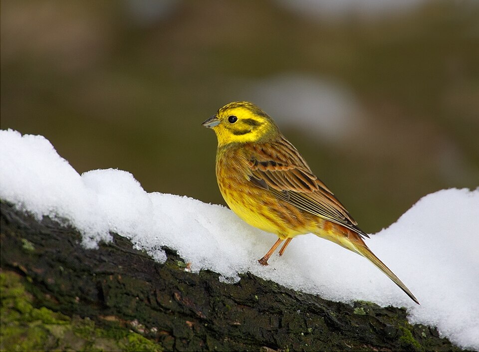 Escribano Cerillo (Emberiza citrinella)