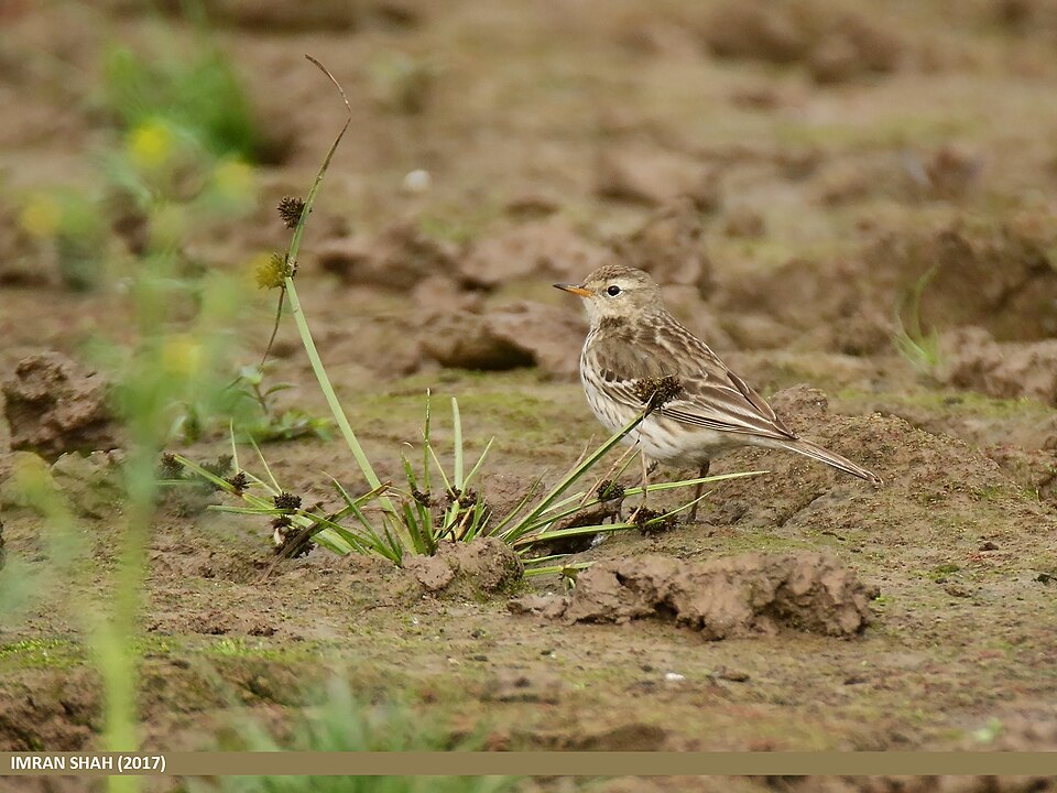 Bisbita Alpino (Anthus spinoletta)