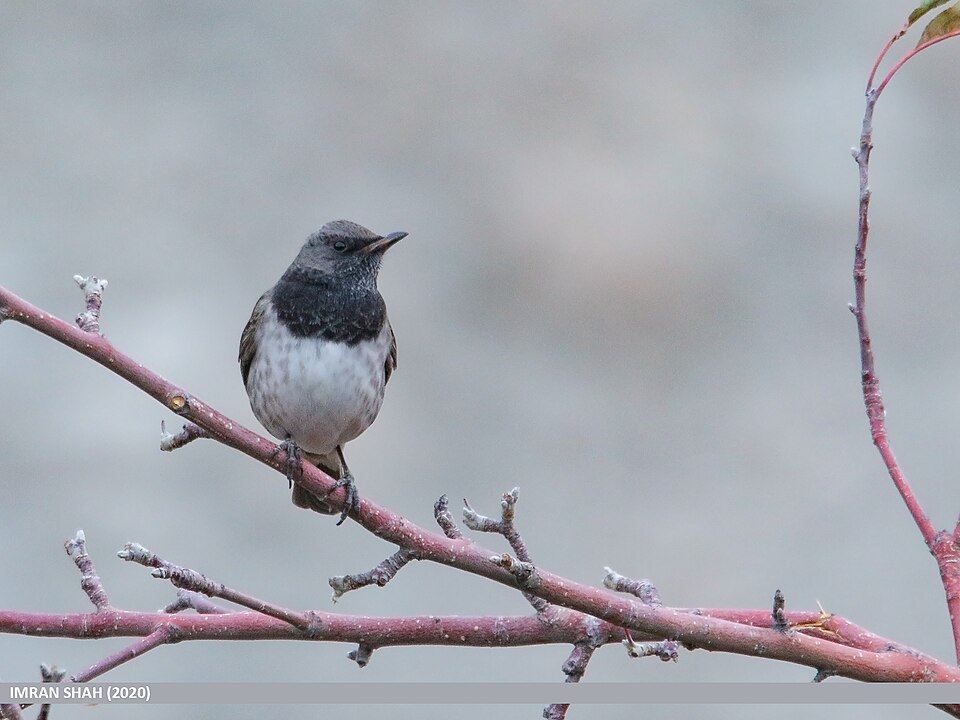 Black-throated Thrush (Turdus atrogularis)