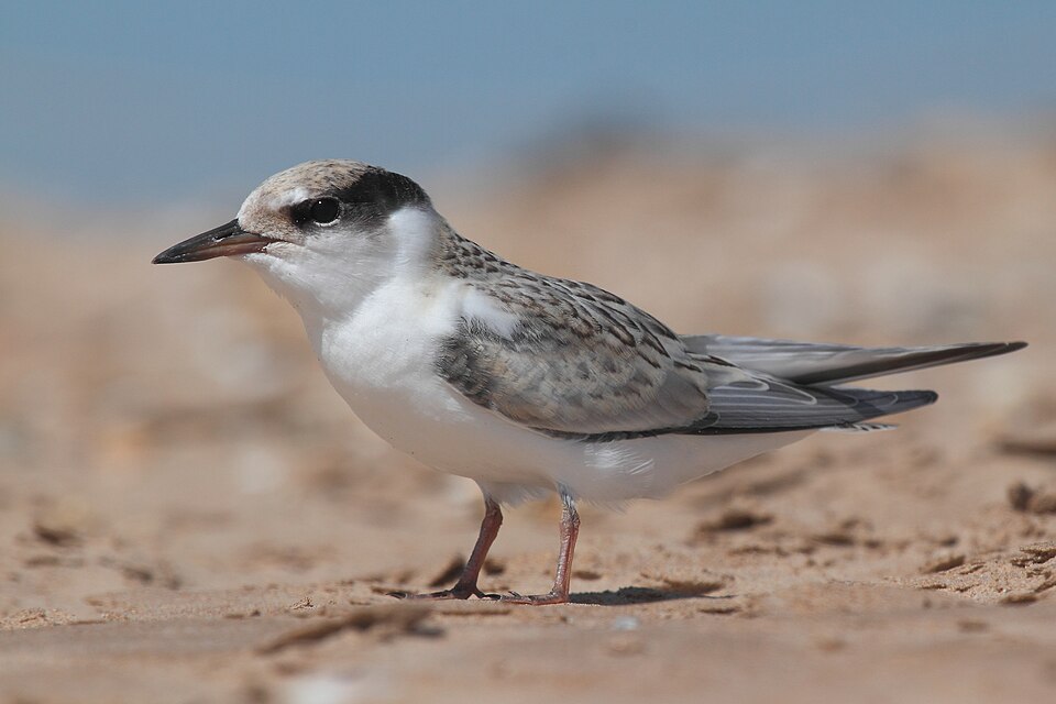 Little Tern (Sternula albifrons)
