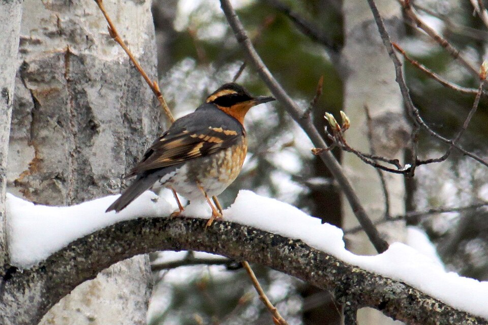 Varied Thrush (Ixoreus naevius)