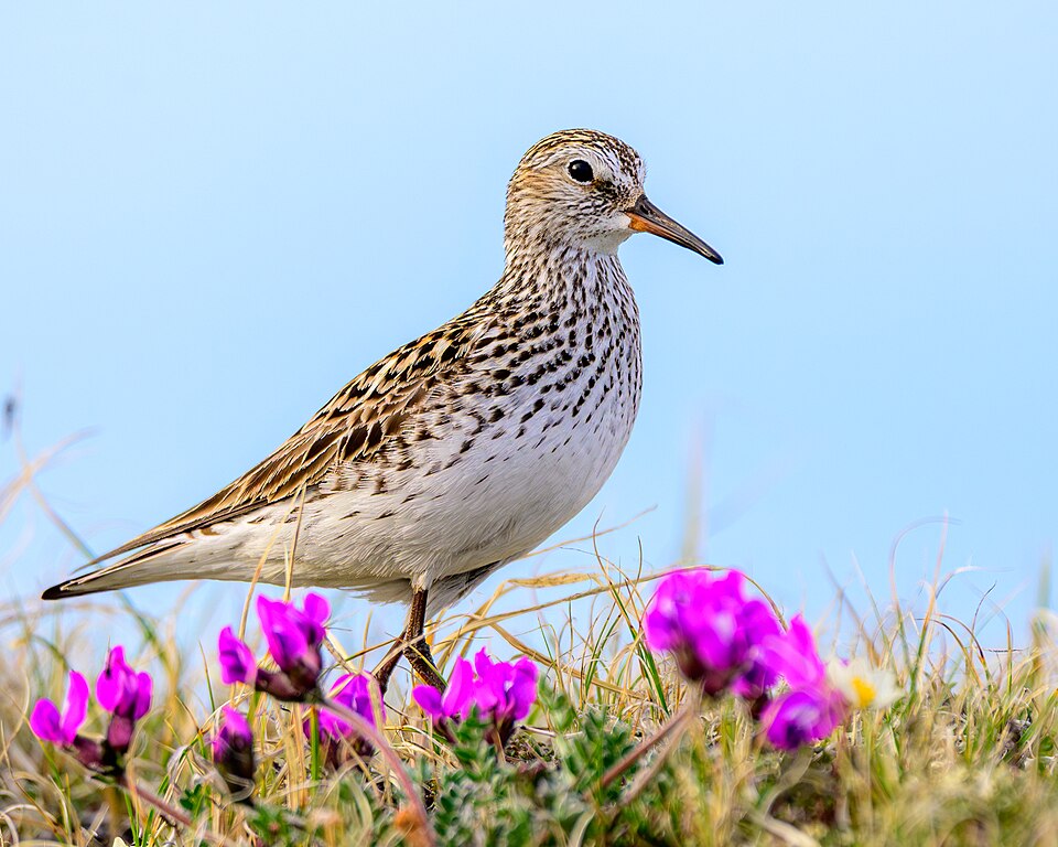 White-rumped Sandpiper (Calidris fuscicollis)