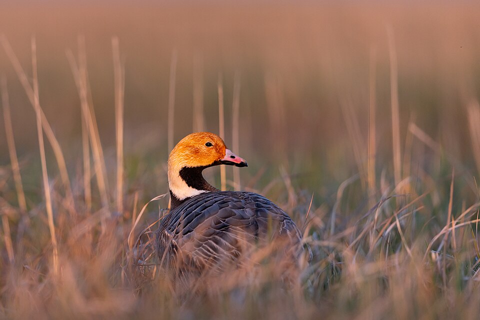 Emperor Goose (Anser canagicus)