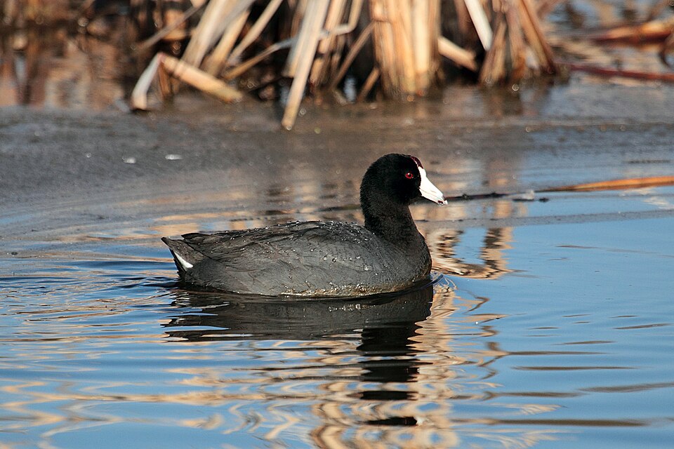 American Coot (Fulica americana)