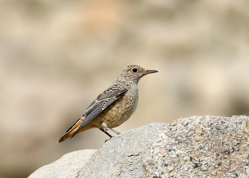 Codirossone (Monticola saxatilis)