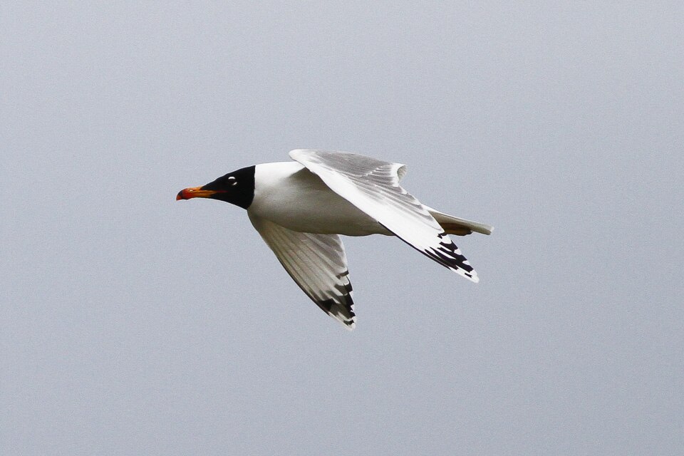 Pallas's Gull (Ichthyaetus ichthyaetus)